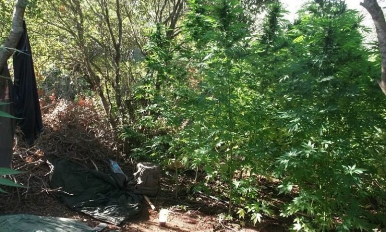 Χασισόδεντρα – γίγαντες αξίας 3.000.000 ευρώ βρέθηκαν στους Γαργαλιάνους