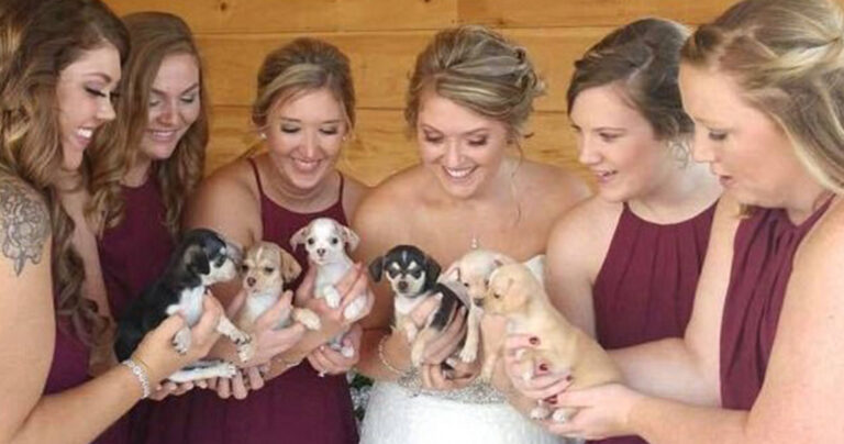 Φιλόζωη νύφη αντικατέστησε τις ανθοδέσμες με κουτάβια στον γάμο της