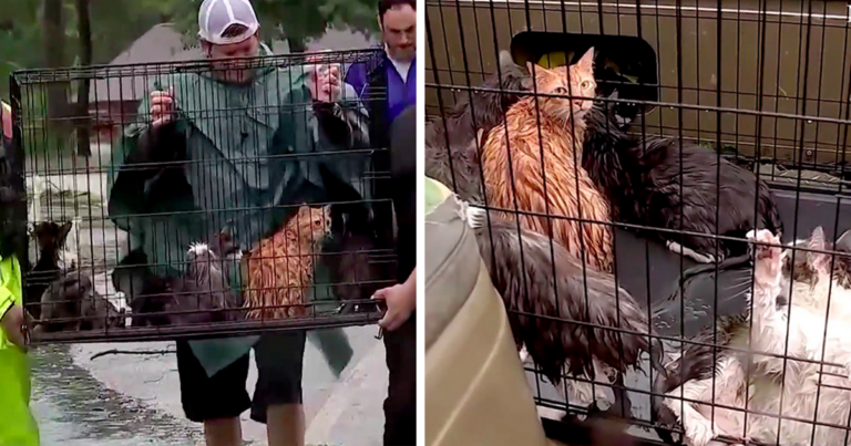 Άνθρωποι αρνούνται να αφήσουν πίσω τα κατοικίδιά τους στις καταστροφικές πλημμύρες στην Αμερική