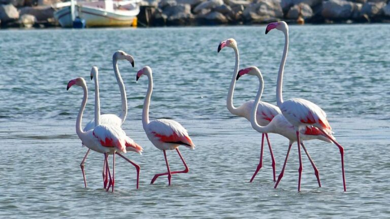 Το Ναύπλιο γέμισε με υπέροχα φλαμίνγκο και το θέαμα είναι μαγευτικό