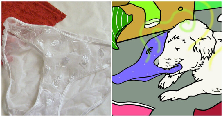 8 λόγοι που τα σκυλιά μασάνε τα βρώμικα εσώρουχα των αγαπημένων τους προσώπων