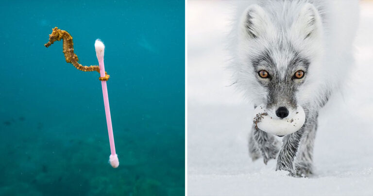 Oι 13 καλύτερες φωτογραφίες άγριας ζωής για το 2017 ανακοινώθηκαν και είναι εκθαμβωτικές