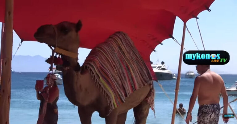 Καμήλες έφεραν οι διοργανωτές για τη συναυλία του Ρέμου στο «Νάμμος»