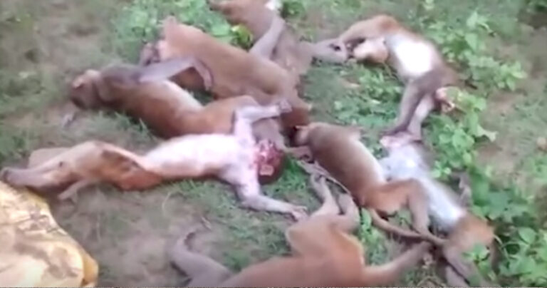 12 πίθηκοι πέθαναν ταυτόχρονα από έμφραγμα όταν άκουσαν τίγρης να βρυχάται