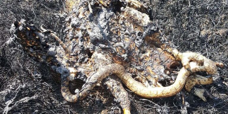 Πώς ένα γεράκι και ένα φίδι ξεκίνησαν μια μεγάλη φωτιά