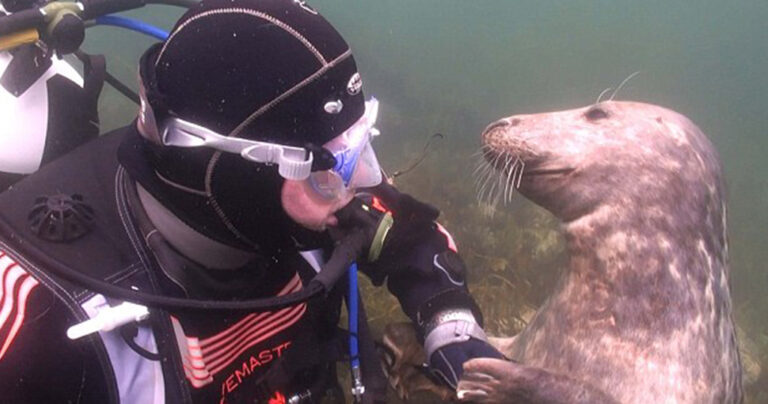 Οι φώκιες αναφέρονται ως «σκυλιά του νερού» και αυτό το βίντεο καθιστά σαφές το γιατί