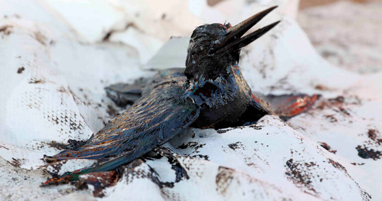 H μικρή Αλκυόνη βουτηγμένη σε μαζούτ σύμβολο της οικολογικής καταστροφής στον Σαρωνικό