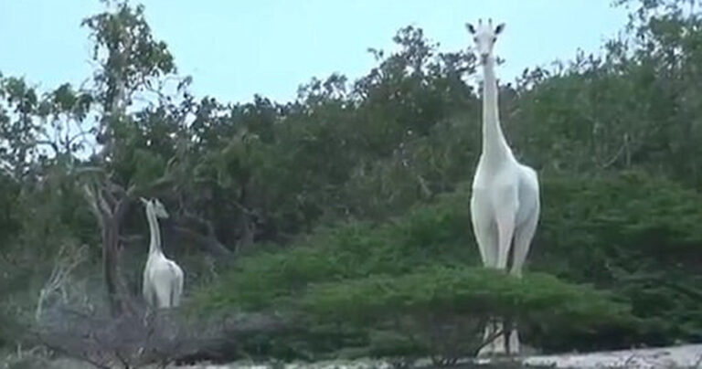 Λεύκες καμηλοπαρδάλεις καταγράφτηκαν για πρώτη φορά σε βίντεο στην Κένυα