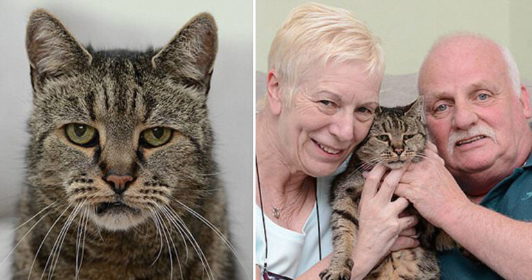 Πέθανε ο μεγαλύτερος γάτος του κόσμου στα 32 του χρόνια