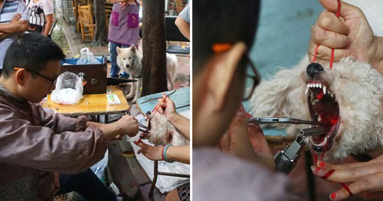 Κινέζος κτηνίατρος έκοβε τις φωνητικές χορδές σκύλων για να μην κάνουν φασαρία
