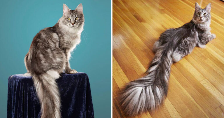 Η γάτα με την μακρύτερη ουρά στο κόσμο μόλις μπήκε στο ρεκόρ Γκίνες