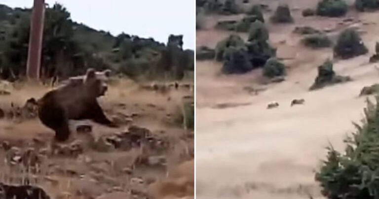 Άντρας έβγαλε βόλτα τον σκύλο του στην Καστοριά είδε αρκούδες να τρέχουν κατά επάνω του