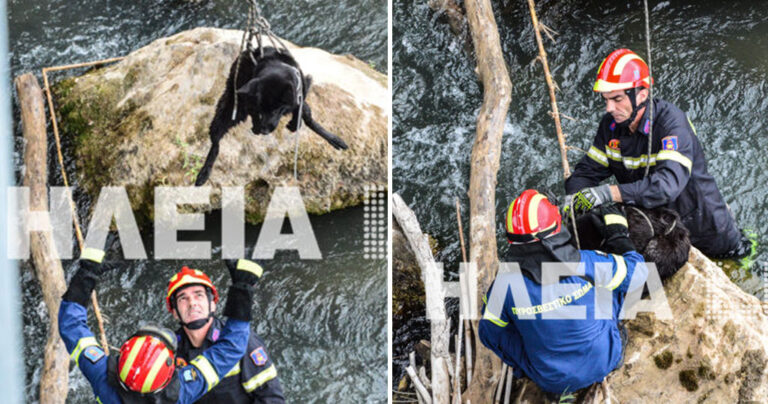 Ηλεία: Πυροσβέστες έσωσαν σκύλο που παρασύρθηκε από νερά ποταμού πάνω σε βράχο