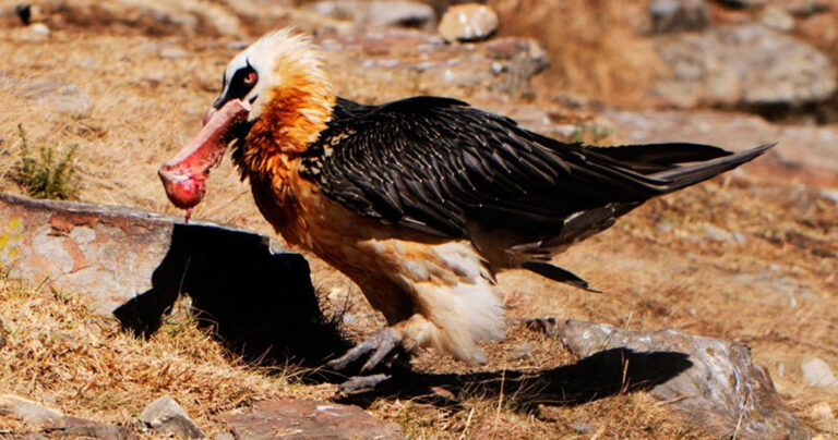 Ο γυπαετός είναι το μόνο ζώο στο κόσμο που τρέφεται με κόκαλα
