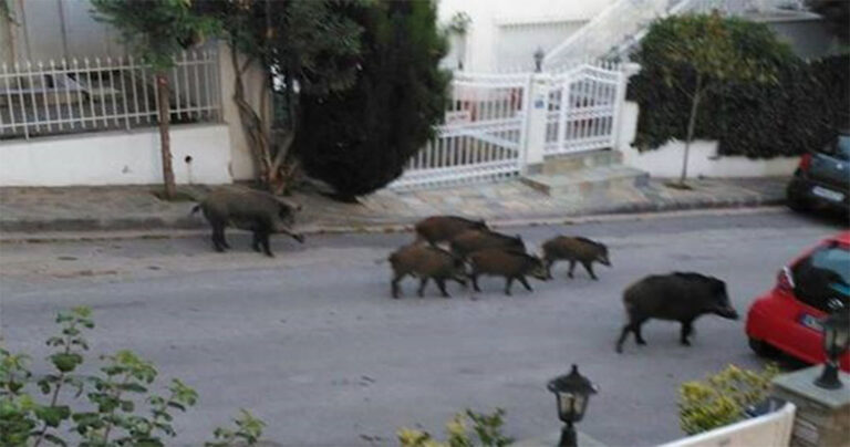 Αγριογούρουνα κόβουν βόλτες έξω από  σπίτια στην Θεσσαλονίκη