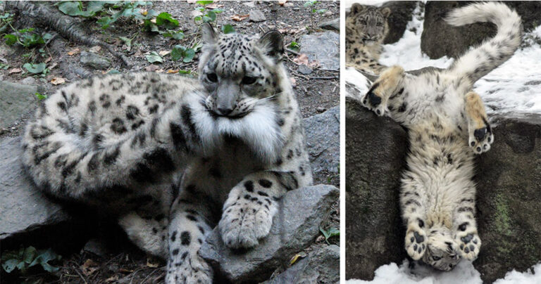 Η λεοπάρδαλη του χιονιού δεν είναι πια είδος προς εξαφάνιση