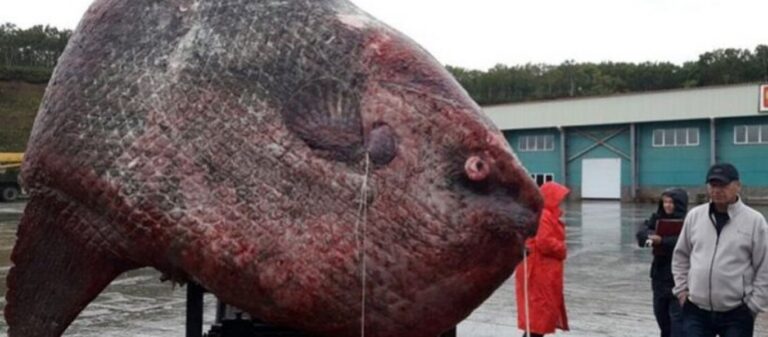 Ρωσία: Γιγαντιαίο φεγγαρόψαρο στα χέρια ψαράδων – Ζύγισε 1 τόνο και το τάισαν στις αρκούδες