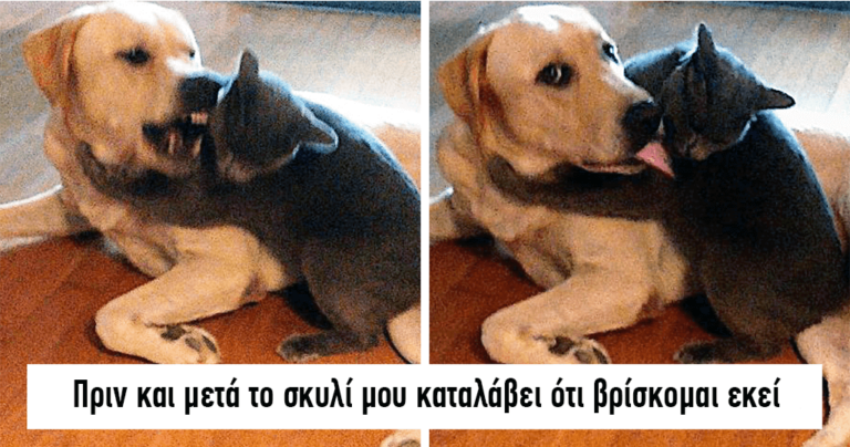 40 φορές που άνθρωποι έβαλαν σκύλους και γάτες να ζήσουν μαζί και τα πράγματα δεν πήγαν καλά