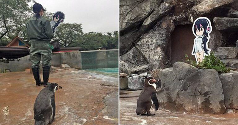 Πιγκουίνος που ερωτεύθηκε χάρτινη φιγούρα κοπέλας πέθανε δίπλα της