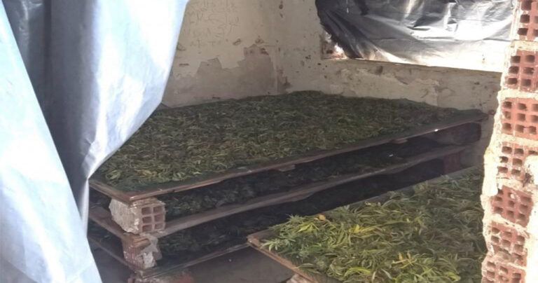 Καλλιεργούσαν χασίς στην Καβάλα για να κάνουν εξαγωγή στη Γερμανία