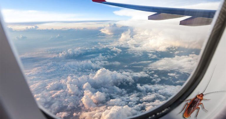 Κίνα: Πώς πάνω από 100 κατσαρίδες “επιβιβάστηκαν” σε δυο αεροσκάφη