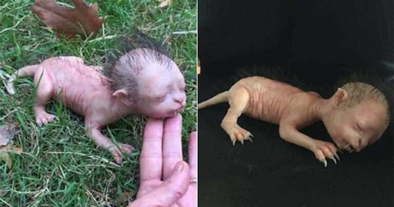 Η αστυνομία της Μαλαισίας διέψευσε την ύπαρξη αυτού του πλάσματος φτιαγμένο από καουτσούκ