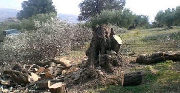 Η κρίση σκοτώνει τις υπεραιωνόβιες ελιές στην Κρήτη – Έκκληση για τη σωτηρία τους