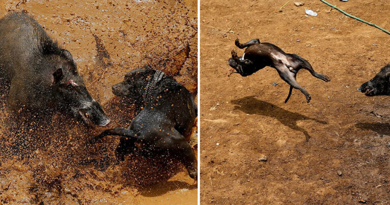Σκυλιά και αγριογούρουνα παλεύουν μέχρι θανάτου σε μονομαχίες στην Ινδονησία