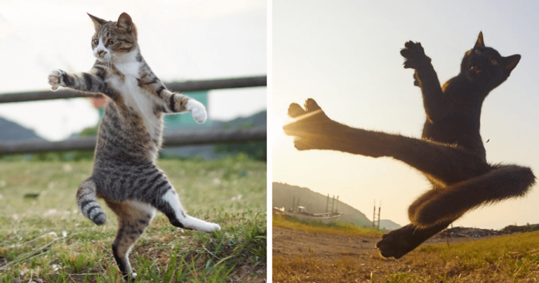 Φωτογράφος εξειδικεύεται στο να φωτογραφίζει γάτες σε πόζες νίντζα
