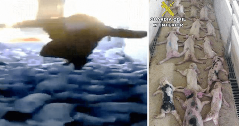 Υπέρβαρος εργάτης σκότωσε 79 μικρά γουρούνια πέφτοντας πάνω τους με την κοιλιά του