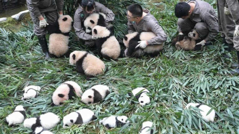 Πάρτι για 42 μωρά πάντα που γεννήθηκαν στην Κίνα