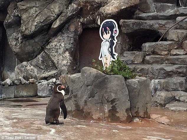 After losing his partner of ten years, Grape-kun's luck changed after a cardboard cut-out of a character from the hit anime series Kemono Friends was installed in the penguin enclosure