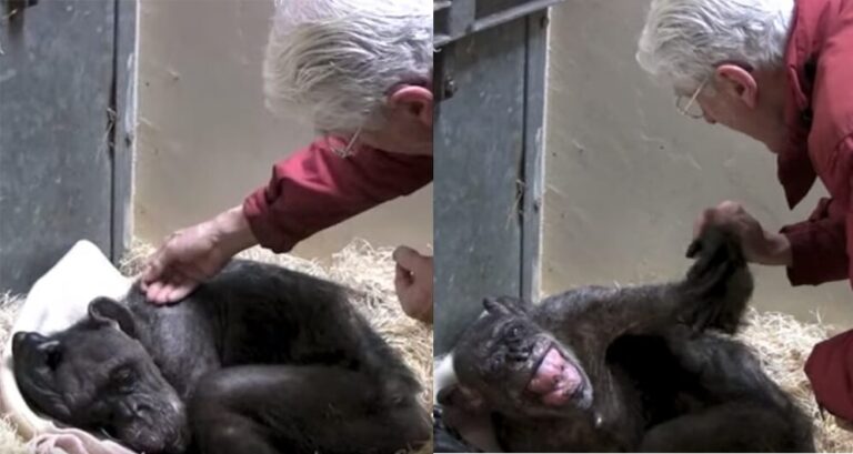 59χρονος ετοιμοθάνατος χιμπατζής αρνείται φαγητό αλλά μετά αναγνωρίζει τον άντρα που τον φρόντιζε