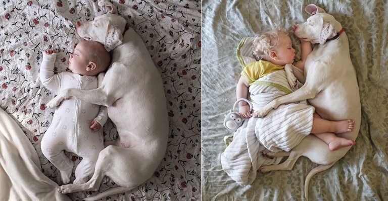 Kακοποιημένη σκυλίτσα έτρεμε τους πάντες μέχρι που συνάντησε αυτό το μωρό