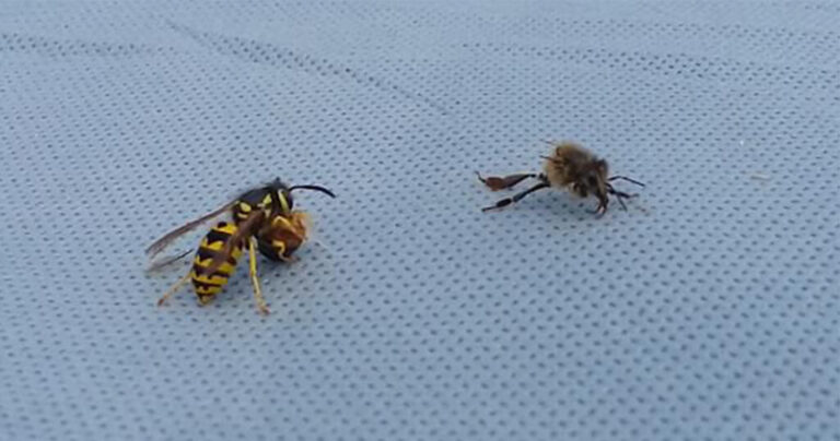 Βίντεο δείχνει σφήκα να κόβει στα δύο μια μέλισσα και μετά να φεύγει με το μισό της σώμα