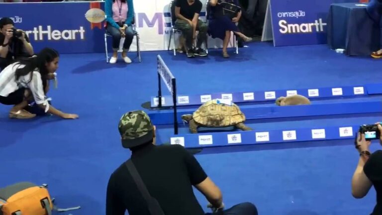 Βίντεο δείχνει λαγό να αγωνίζεται εναντίον μιας χελώνας σε αγώνα δρόμου