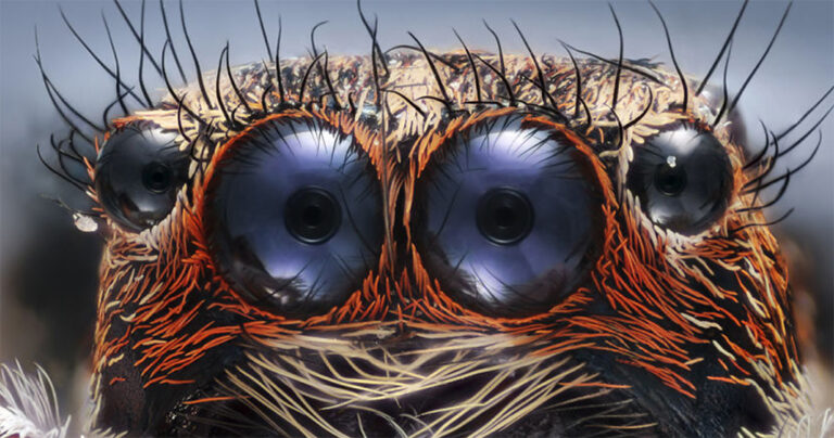 Ο φετινός διαγωνισμός κοντινής λήψης μας δείχνει έναν κόσμο που δεν είχαμε φανταστεί Ο φετινός διαγωνισμός κοντινής λήψης μας δείχνει έναν κόσμο που δεν είχαμε φανταστεί