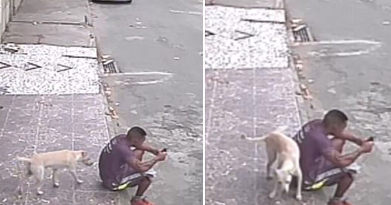 Σκύλος μπερδεύει άνθρωπο με κολόνα και “ανακουφίζεται” στην πλάτη του