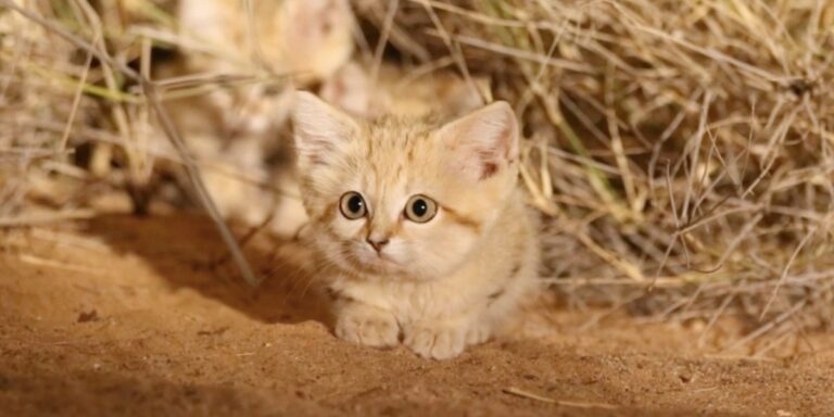 Μικρά αγριόγατας άμμου για πρώτη φορά σε βίντεο στο φυσικό τους περιβάλλον