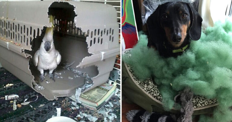 40 κατοικίδια που τα πήραν στο κρανίο και την είπαν στα αφεντικά τους