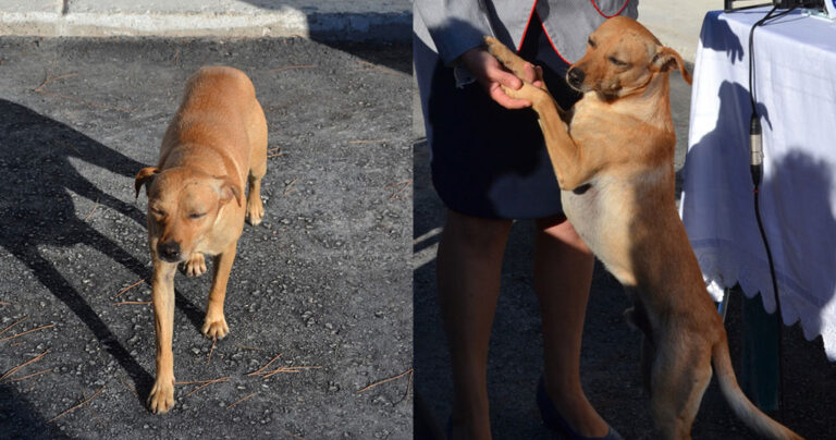 Ο σκύλος του σχολείου που είχε χαθεί με το σεισμό στη Βρίσα εμφανίστηκε πάλι στο προαύλιο