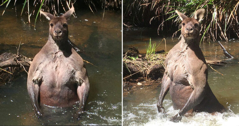 Δίμετρο καγκουρό σε ποταμό της Αυστραλίας έχει ξετρελάνει τον κόσμο
