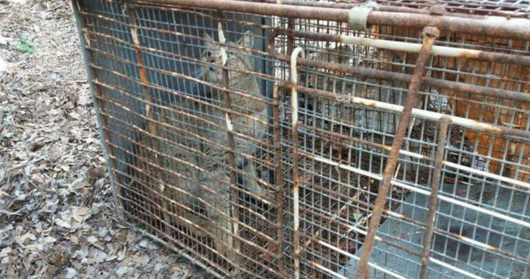 Βοσκός στην Κρήτη «συνέλαβε» τον θρυλικό φουρόγατο