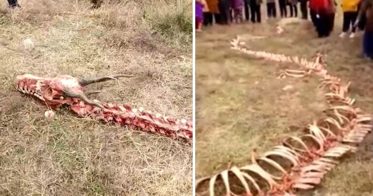 Χωρικοί στην Κίνα βρήκαν σκελετό δράκου και πίστεψαν ότι είναι πραγματικός