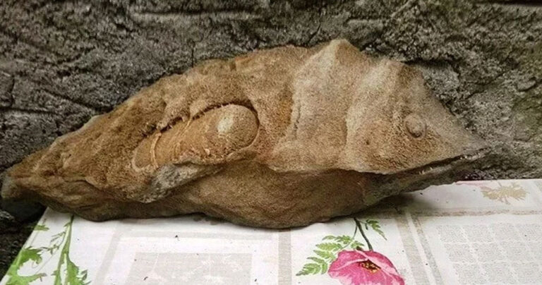 Απολιθωμένο ψάρι βρέθηκε στο φαράγγι της Σαμαριάς