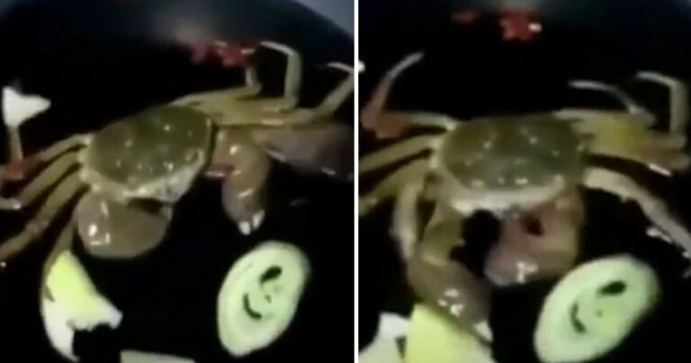 Ζωντανό καβούρι τρώει από το τηγάνι τα λαχανικά με τα οποία το μαγειρεύουν