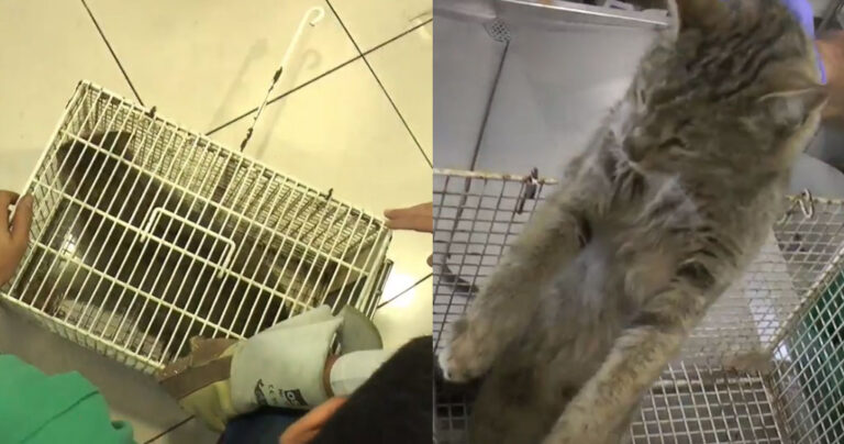 Δείτε τον εξαφανισμένο Αγριόγατο – Φουρόγατο της Κρήτης που προσπαθεί να δραπετεύσει