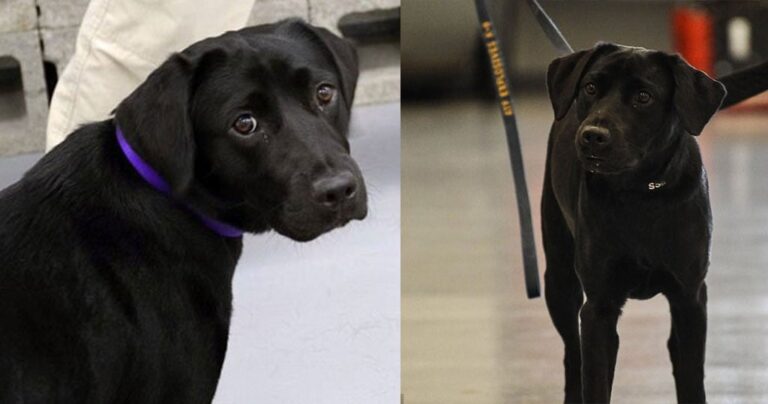 Σκύλος απολύθηκε από τη CIA γιατί προτιμούσε να παίζει αντί να ξετρυπώνει βόμβες