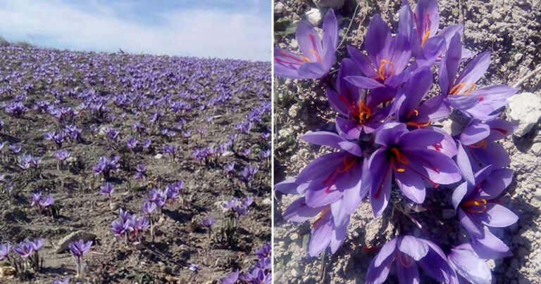Ξεκίνησε η συγκομιδή του κρόκου στην Κοζάνη – Τα πρώτα λουλούδια στα χωράφια