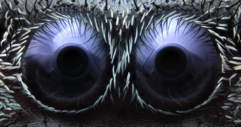 17 καθημερινά πράγματα κάτω από το μικροσκόπιο